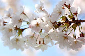 桜子先生